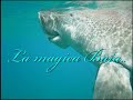 Marsa Abu Dabab Video