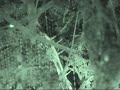 new zealand glow worms new zealand glow worms