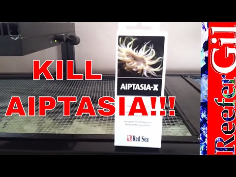 how to eliminate aiptasia