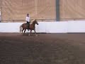Blessi at Evergreen Gaited Horse Show 06