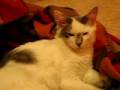 videos de One Sleepy Kitten