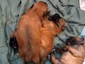 2-week-old wheaten terrier puppies crawling around