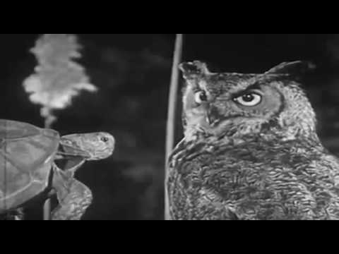 Tale of the Tortoise And The Smartass Hare