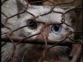 quien cuida de los animales !!!