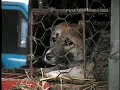 quien cuida de los animales !!!