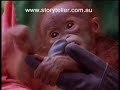 Cute Baby Orang-utan Cute Baby Orang-utan