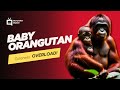 Cute Baby Orang-utan