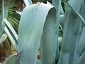 orto botanico: visita guidata   05 08 roma   i^ parte