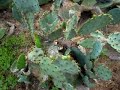 orto botanico: visita guidata   05 08 roma   i^ parte