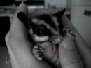 Sugar Glider (Stella) Napping