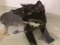 Cat taking Japanese style bath ( towel on head ) Cat taking Japanese style bath ( towel on head )