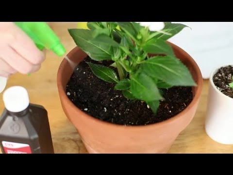 how to kill black fungus on plants