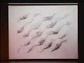 Maya Lin - 2006 Clarice Smith Lectures in Am. Art #4