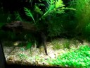 aqua plantado 30Lmontado em 09/05/08parte2http://www.youtube.com/watc...parte3http://www.youtube.com/watc... 