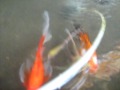 Fish Pond ni Jog - Episode 3 Fish Pond ni Jog - Episode 3