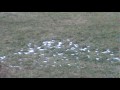 Self video Deer Hunt-Double Down part 1