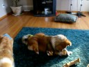 CanyonView Shelties.avi CanyonView Shelties.avi