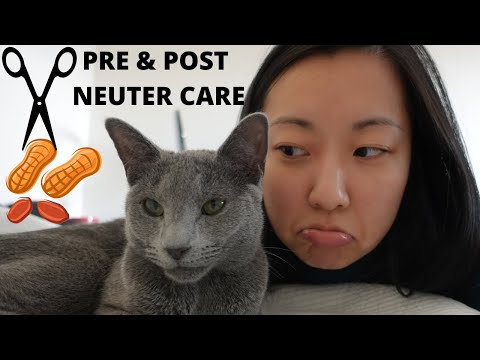 Cat neutering: Our experience and practical care tips