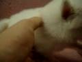 09/05 狐狸犬 Japanese Spitz -公幼犬3號-日新犬舍