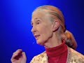 Jane Goodall: Helping humans and animals live together in Af Jane Goodall: Helping humans and animals live together in Af