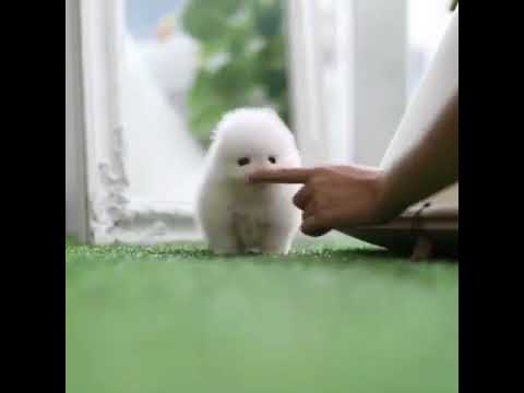 Baby Vanilla Micro White Pomeranian