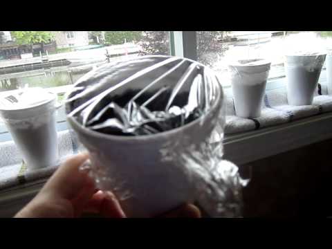 how to plant lemon seeds