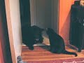 Inter-Species Super Furry Battle! Inter-Species Super Furry Battle!