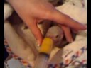 yaco cola de vinagre comiendo