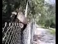 Snapping Turtle Climbs A Fence!