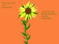 I Wish You Love ~ Sunflow