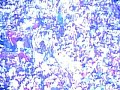 FLAMENGO CAMPE�O DA TA�A GUANABARA 2007