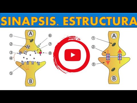 SINAPSIS. ESTRUCTURA. ¡FÁCIL Y SENCILLO! #9