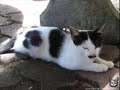 Kitlers! Kitlers!
