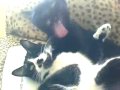 Lesbian Cats - Hidden camera