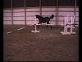 Johnny - SOLD - colt by Sonset's Sieger