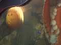 Giant Octopus Gets An Jack-o\