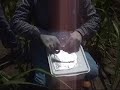 Tudo em nome da ci�ncia 2_Coleta Enzima-Bioqu�mica - Campo Alegre 1� Coleta Dezembro 2008