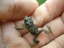 Toadlet in the Hand