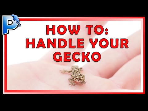 YouTube reptile video
