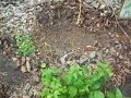 Des's Hummingbird Garden 01
