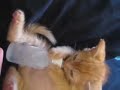 Süsses Katzenbaby