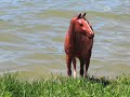 Breyer photagraphy 7/4/08