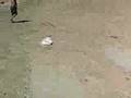 videos de more chris book destroying