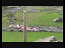 Sheep Dog on Kissane Sheep Farm Sheep Dog on Kissane Sheep Farm