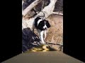 Cute and Funny Dog Pictures!  Canine Wisdom On How To Be Hap