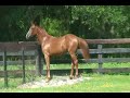 Quaterback yearling, QUINOA,  in Florida
