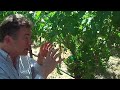 One Acre in Napa Valley - Episode # 5 Leaf removal Berry grw One Acre in Napa Valley - Episode # 5 Leaf removal Berry grw