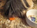 Jin and Lillebror are eating carots