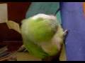 videos de petrie