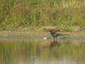 videos de Great skua at Sophiapolder
